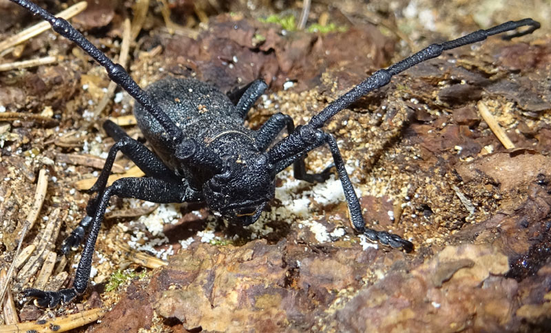 Cerambycidae: Morimus asper, maschio